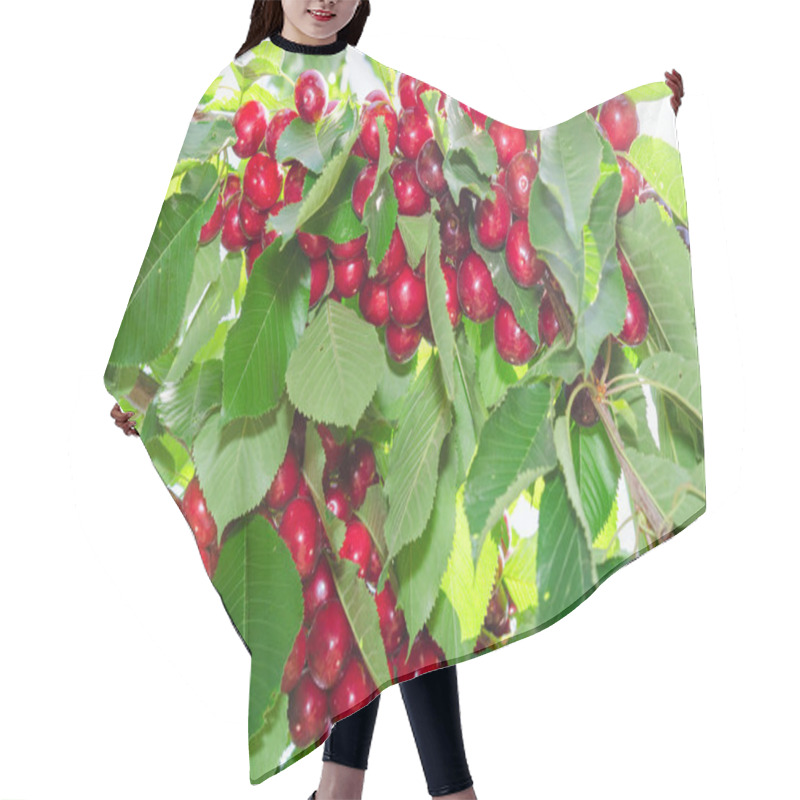 Personality  Branches Of Cherry Tree With Ripe Red Berries Fruits Hair Cutting Cape