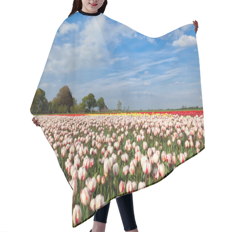 Personality  Red And White Tulipd On Dutch Spring Fields Hair Cutting Cape