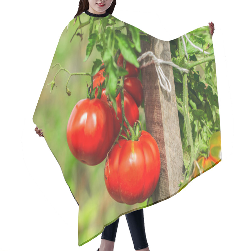 Personality  Ripe Garden Tomatoes Hair Cutting Cape