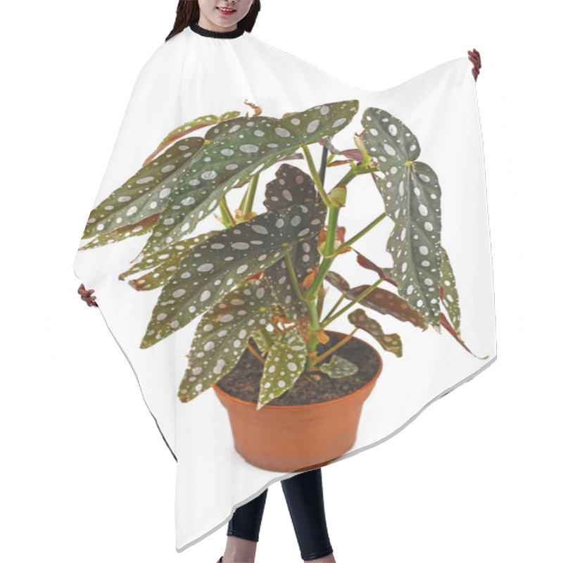 Personality  Tall Tropical 'Begonia Maculata' Houseplant With White Dots In Flower Pot Isolated On White Background Hair Cutting Cape