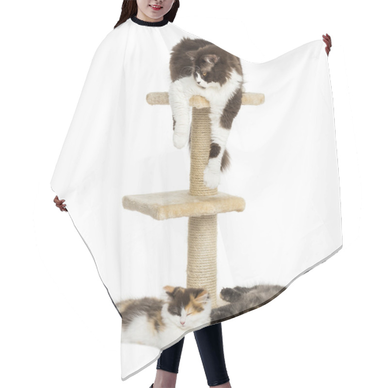 Personality  Cats Lying Around And On A Cat Tree, Isolated On White Hair Cutting Cape