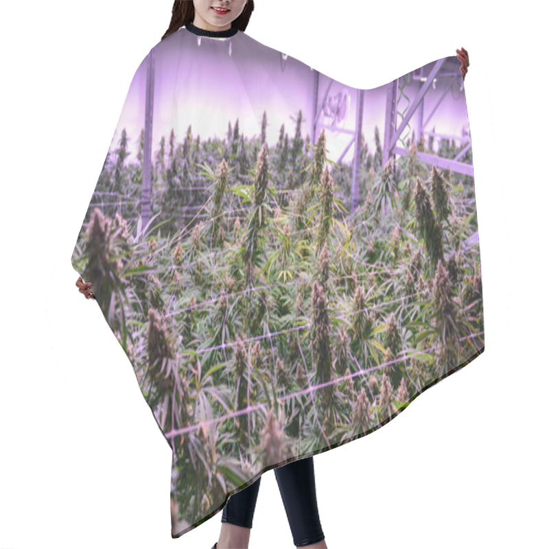 Personality  Commercial Lagal Cannabis Grow Under Artificial Light Hair Cutting Cape