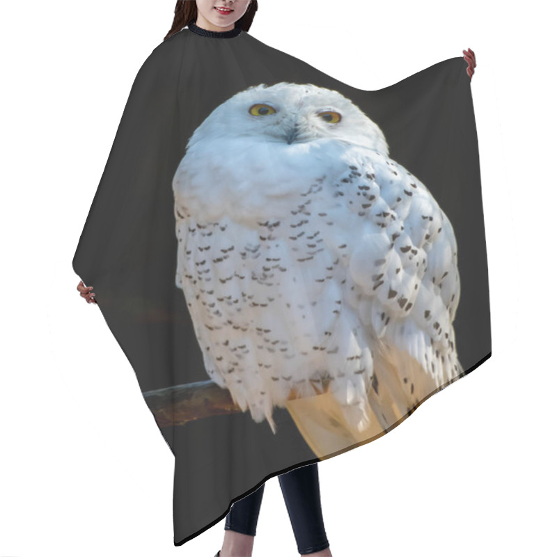 Personality  A White Snowy Owl On A Branch Before A Black Background  Hair Cutting Cape