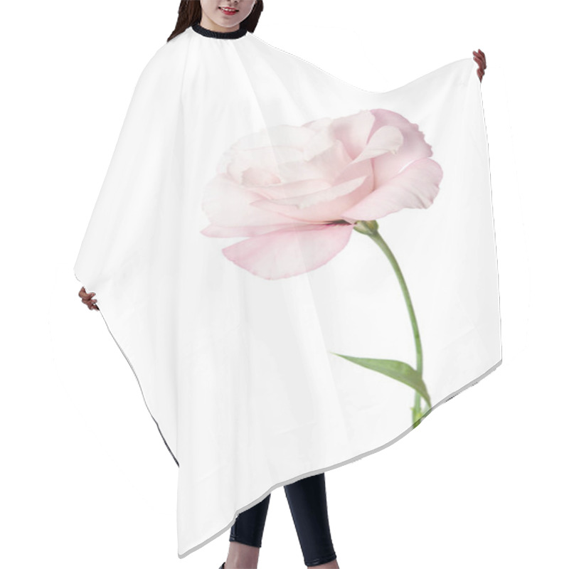 Personality  Beautiful Eustoma Flower Isolated On White Background Hair Cutting Cape