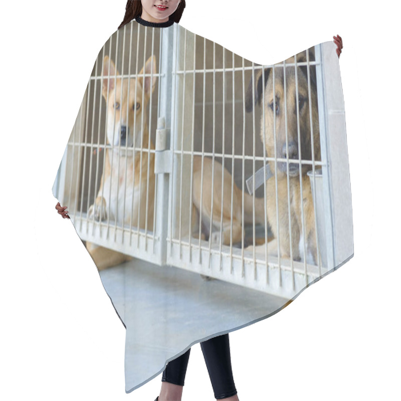 Personality  Dog Adult Mongrel Sad Sitting In A Cage In A Dog Kennel Hair Cutting Cape