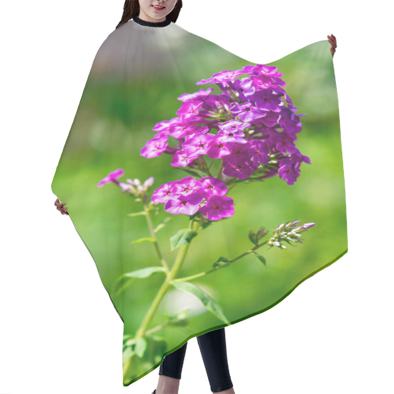 Personality  Clusters Of Vivid Purple Flowers Rise Against A Blurred Green Backdrop, Showcasing Their Delicate Petals And Sprightly Stems. Sunlight Enhances Their Natural Beauty And Vivid Colors. Hair Cutting Cape