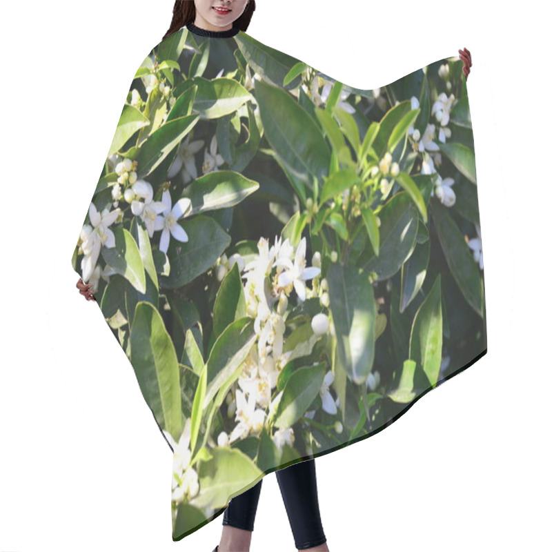 Personality  Orange Tree, Flora In Nature  Hair Cutting Cape