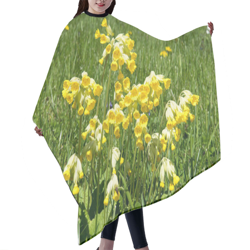 Personality  Yellow Primroses Flowers On Green Meadow Hair Cutting Cape