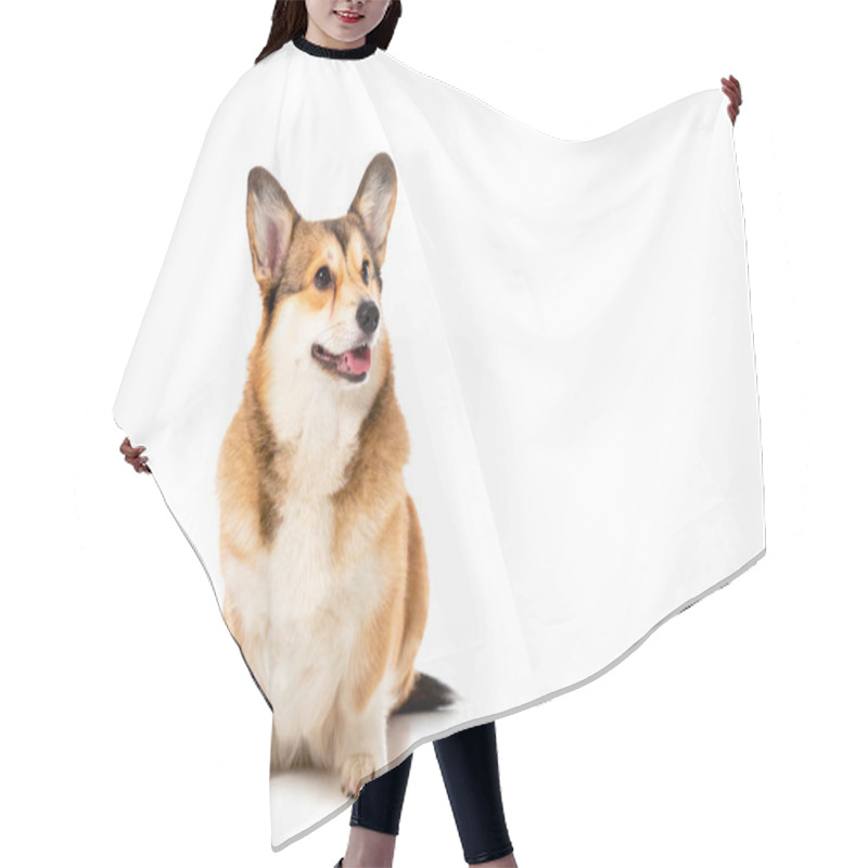 Personality  Cute Welsh Corgi Pembroke Looking Away Isolated On White Background  Hair Cutting Cape