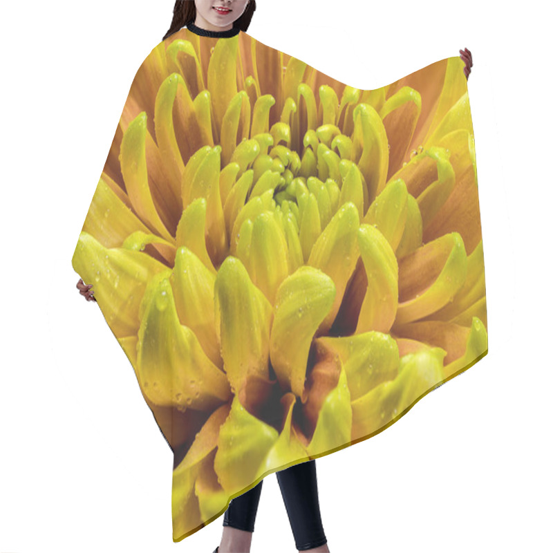 Personality  A Radiant Yellow Golden Autumn Chrysanthemum In Full Bloom Macro Photography Hair Cutting Cape