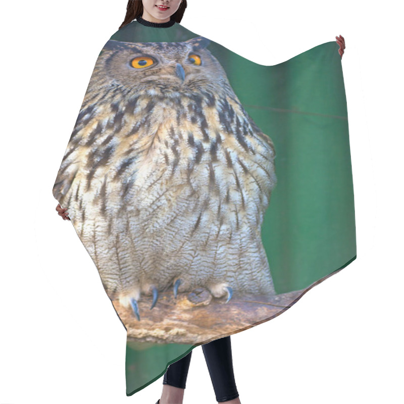 Personality  Big Beautiful Owl Sitting On A Branch. Unblinking Eyes. Hair Cutting Cape