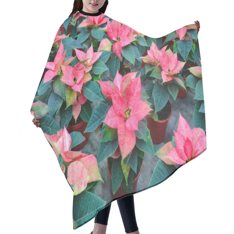 Personality  Flower Carpet Of Bright Pink With White Poinsettia Known As The Christmas Or Bethlehem Star With Variegated Leaves. Variety Da Vinci, Jester Or Cortez Pink. Festive And Flower Background. Hair Cutting Cape