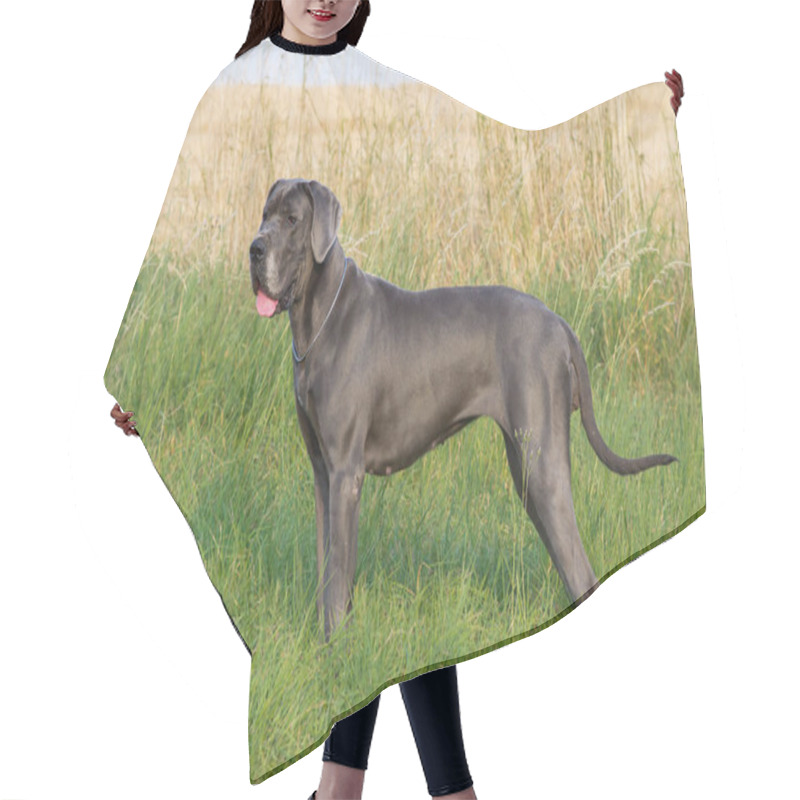 Personality  The Blue Great Dane Dog In Grass Hair Cutting Cape