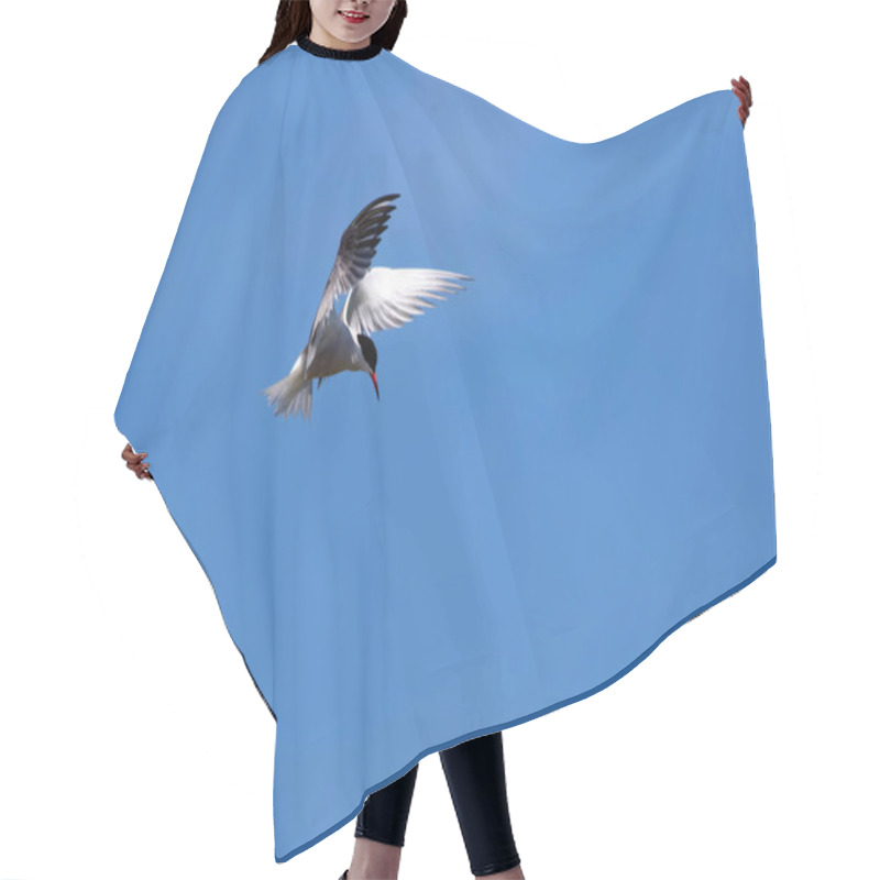 Personality  Flying Bird. Blue Sky Background. Common Bird: Common Tern. Sterna Hirundo.  Hair Cutting Cape