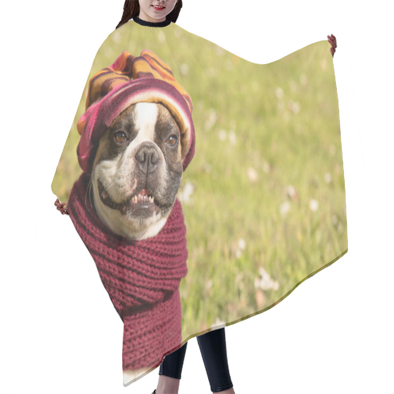 Personality  Funny Smiling Boston Terrier In Hat And Scarf  In An Autumn Park Surrounded By Yellow Leaves  Hair Cutting Cape