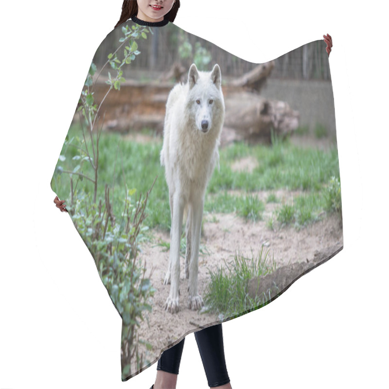 Personality  White Polar Wolf In Zoo Of Berlin Hair Cutting Cape