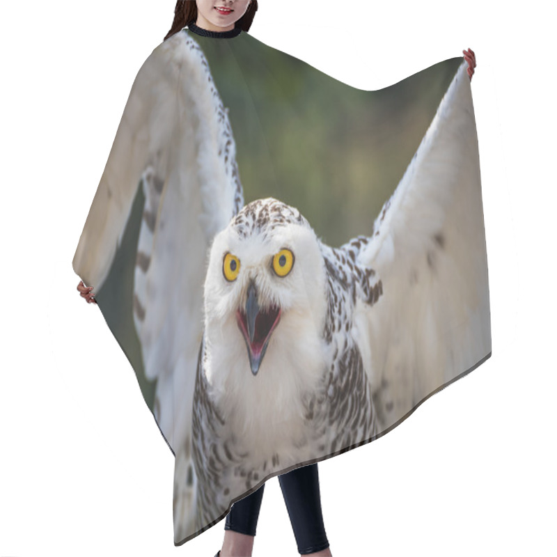 Personality  Detail Of Snowy Owl With Beak Open On Dark Background Hair Cutting Cape