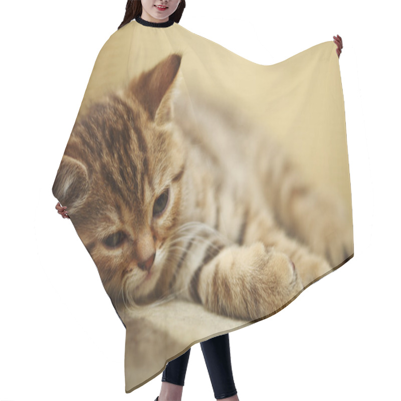 Personality  Sleepy Cat Hair Cutting Cape