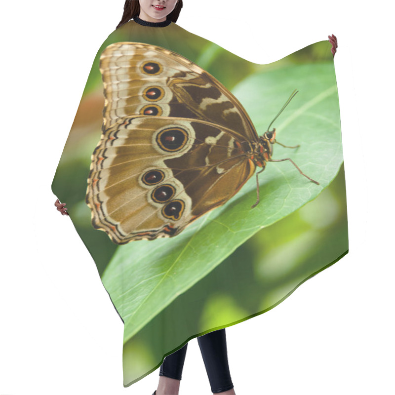 Personality  Butterfly Hair Cutting Cape