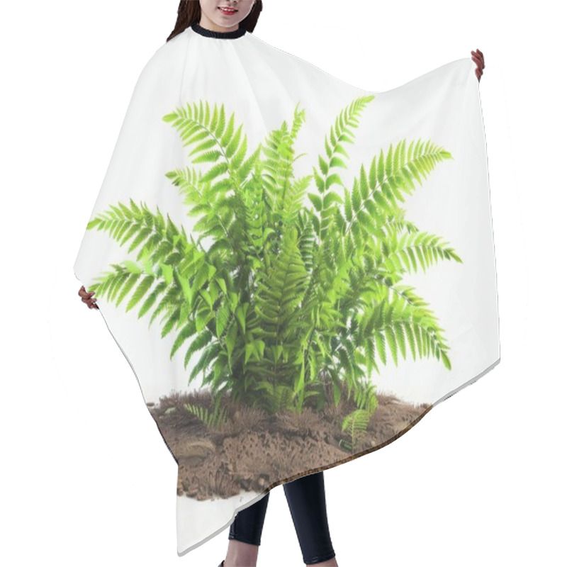 Personality  Lush Green Fern Plant Thriving In Rich Soil, Showcasing Vibrant Leaves And Natural Beauty. Hair Cutting Cape