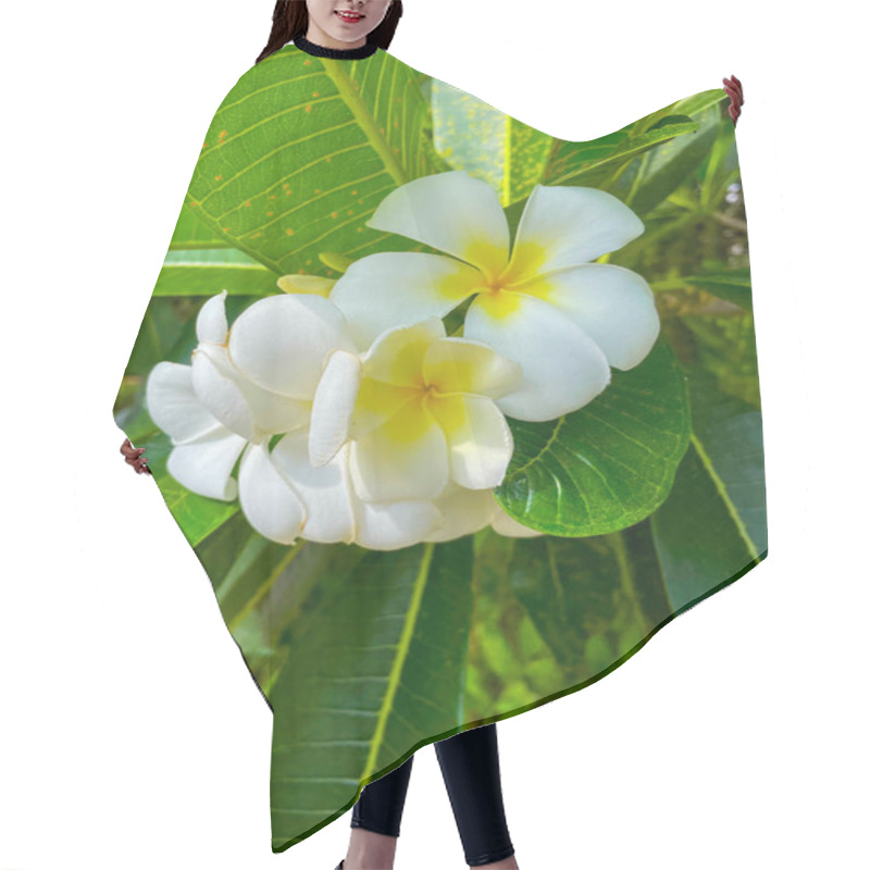 Personality  White Plumeria Flowers With Vibrant Green Leaves Hair Cutting Cape