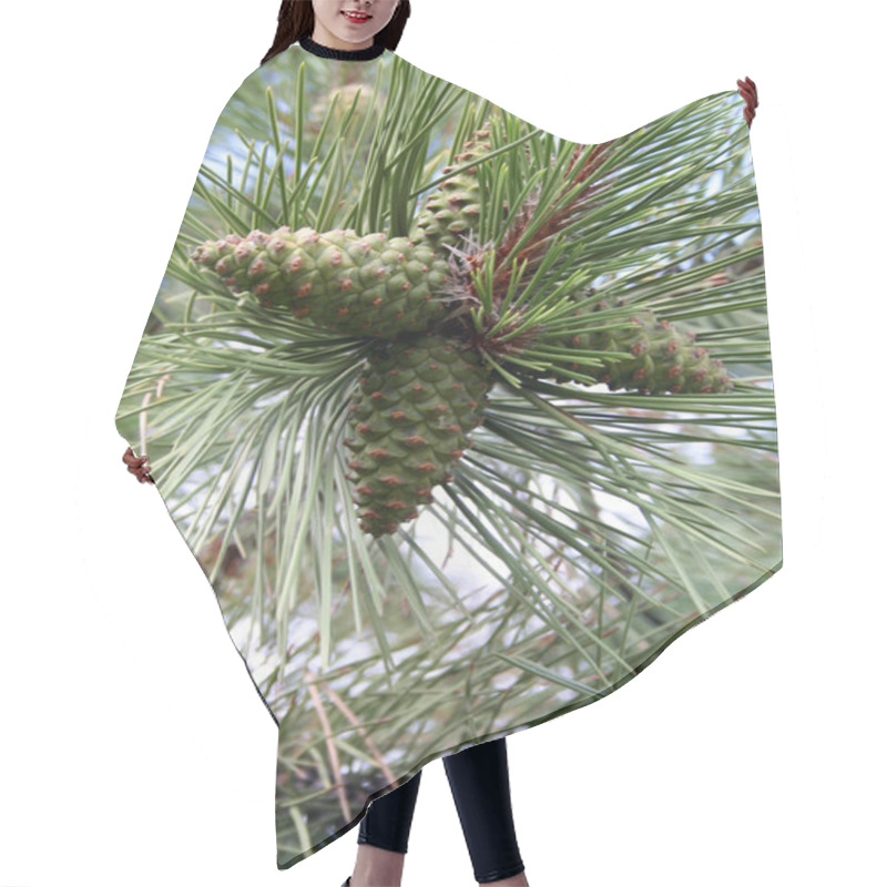 Personality  Fir Cone Hair Cutting Cape