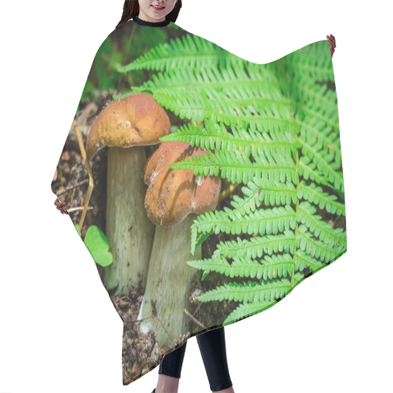 Personality  Two Small Boletus Mushrooms In Forest Hair Cutting Cape