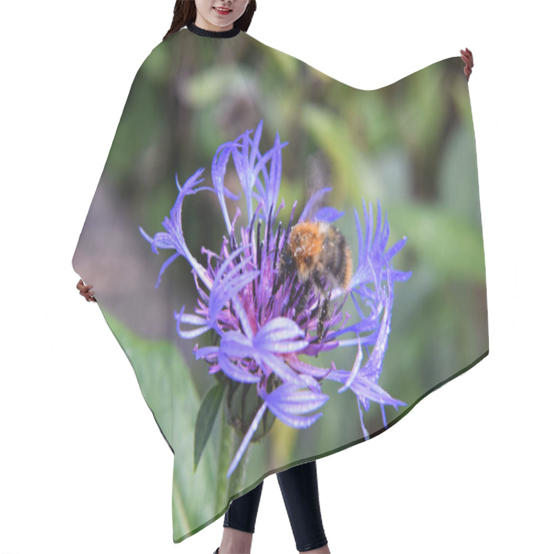 Personality  Bumblebee Hovering Over A Purple Flower Blossum - Close-Up Hair Cutting Cape