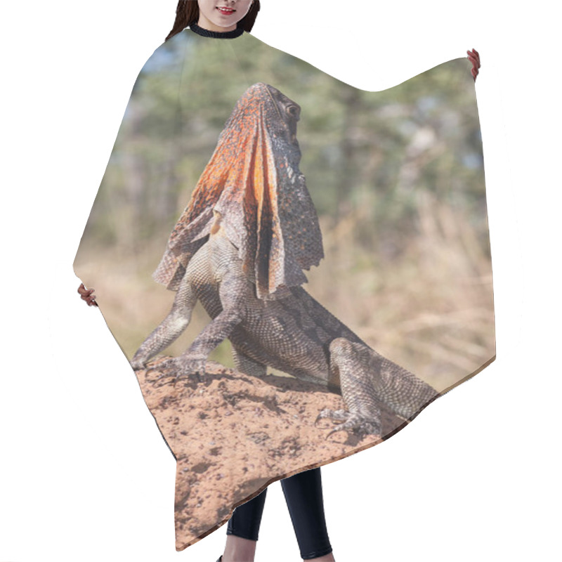 Personality  Frill-necked Lizard On Termite Nest Hair Cutting Cape