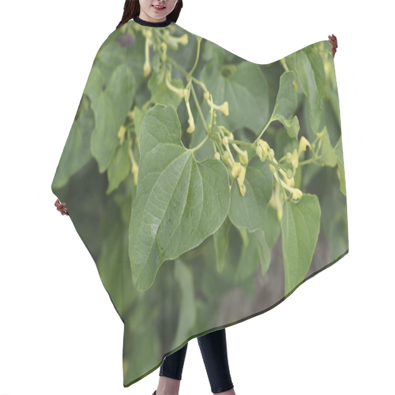 Personality  Common Birthwort - Latin Name - Aristolochia Clematitis Hair Cutting Cape