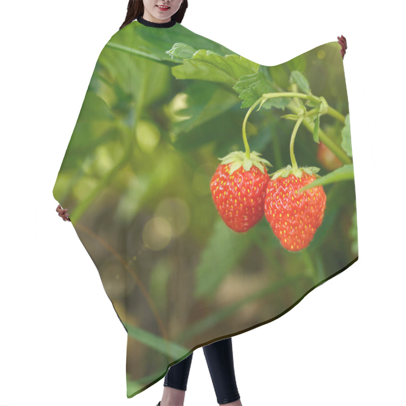 Personality  Beautiful And Fresh Red Strawberry Close Up Branch  On Blur Bokeh Background Hair Cutting Cape