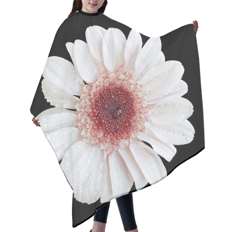 Personality  White And Red Chrysanthemum Flower Macro Isolated On Black Hair Cutting Cape