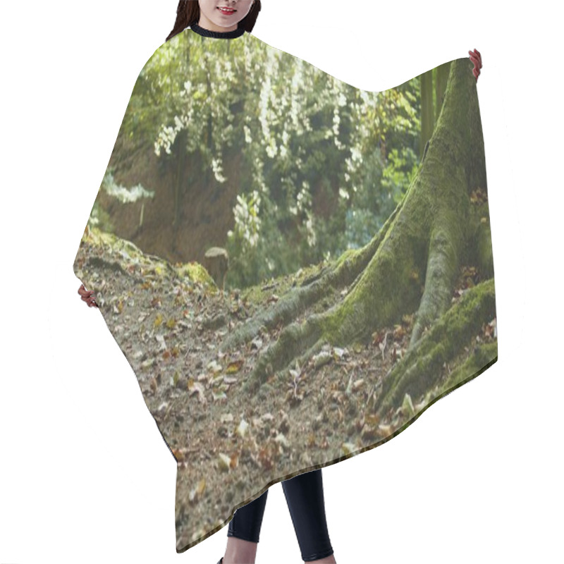 Personality  Large Tree Roots Covered In Moss Create A Magical Scene In An Autumn Forest Exploring Fairytale Landscapes And Promoting Eco-Friendly Tourism While Showcasing Nature S Beauty, Ecosystem Conservation Hair Cutting Cape