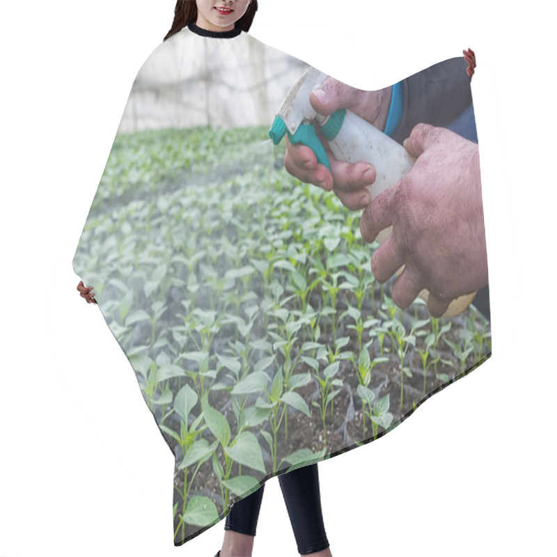 Personality  Close Up In The Hands Of A Man While Spraying The Small Plants I Hair Cutting Cape