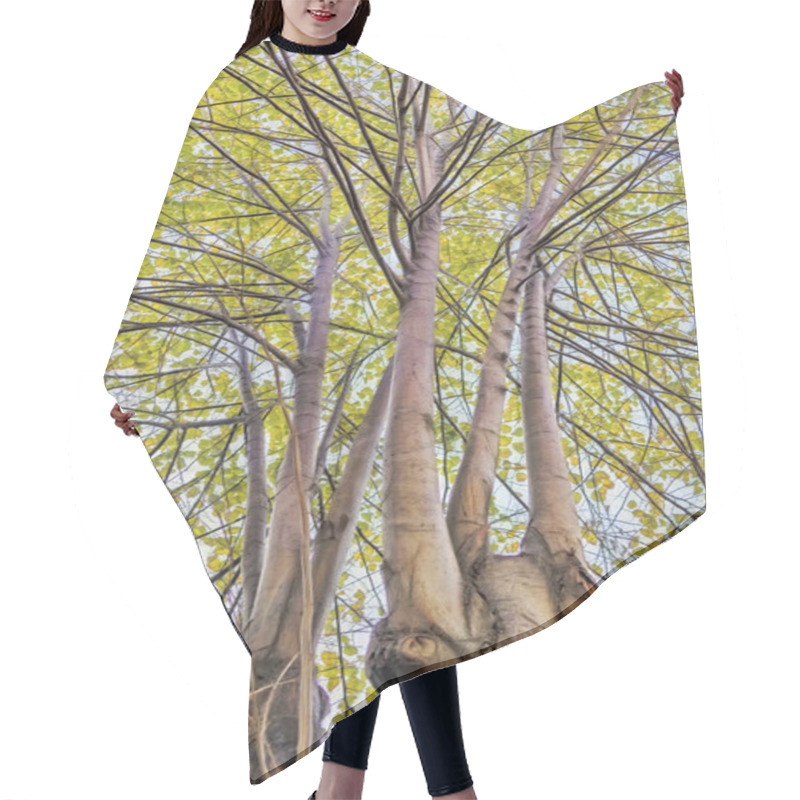 Personality  Autumn Tree And Branches With Yellow Leaves In Nature Hair Cutting Cape