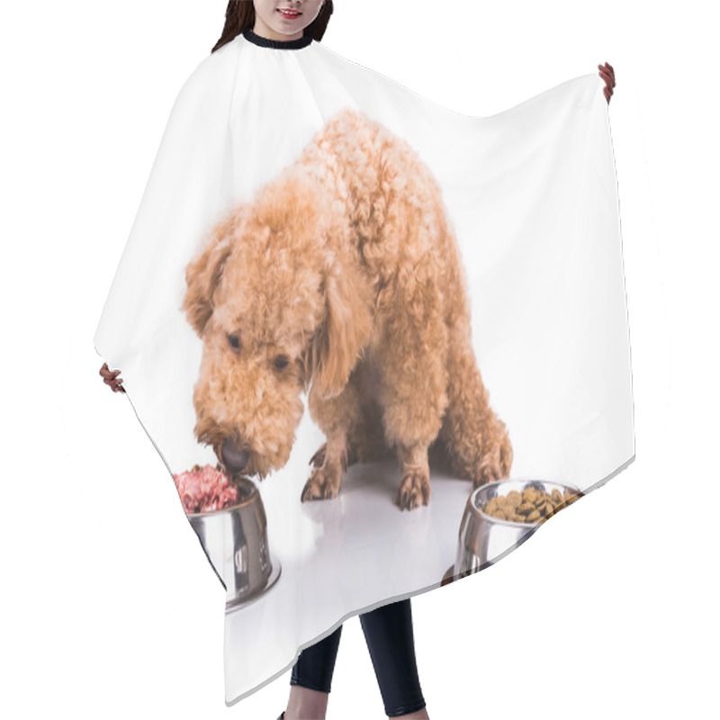 Personality  Poodle Dog Chooses Delicious Raw Meat Over Kibbles As Meal Hair Cutting Cape