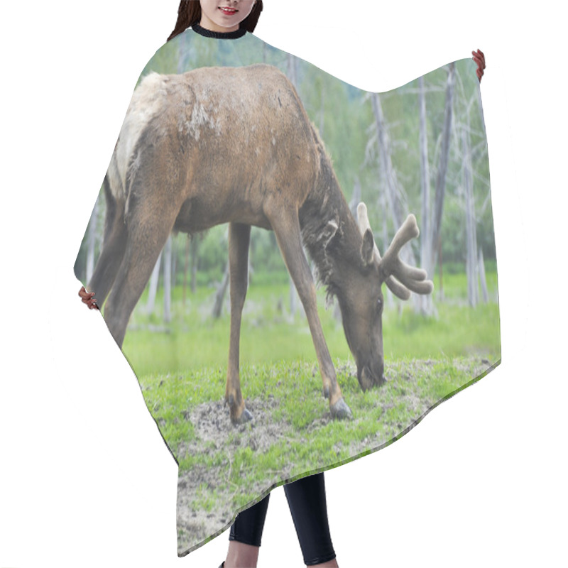 Personality  Elk Grazing, Alaska Hair Cutting Cape