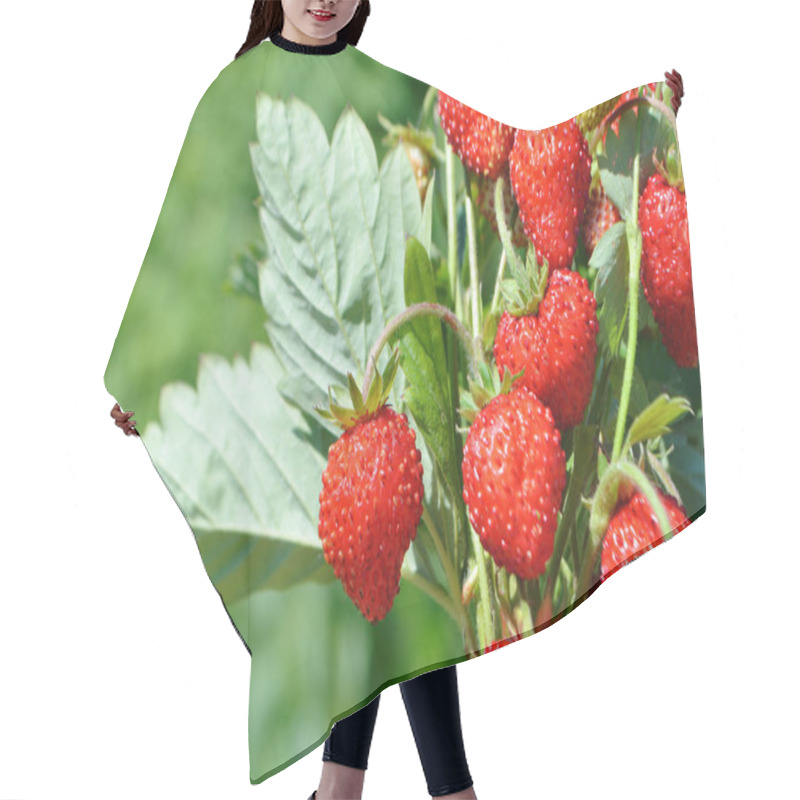 Personality  Bush Of Ripe Red Strawberry Hair Cutting Cape