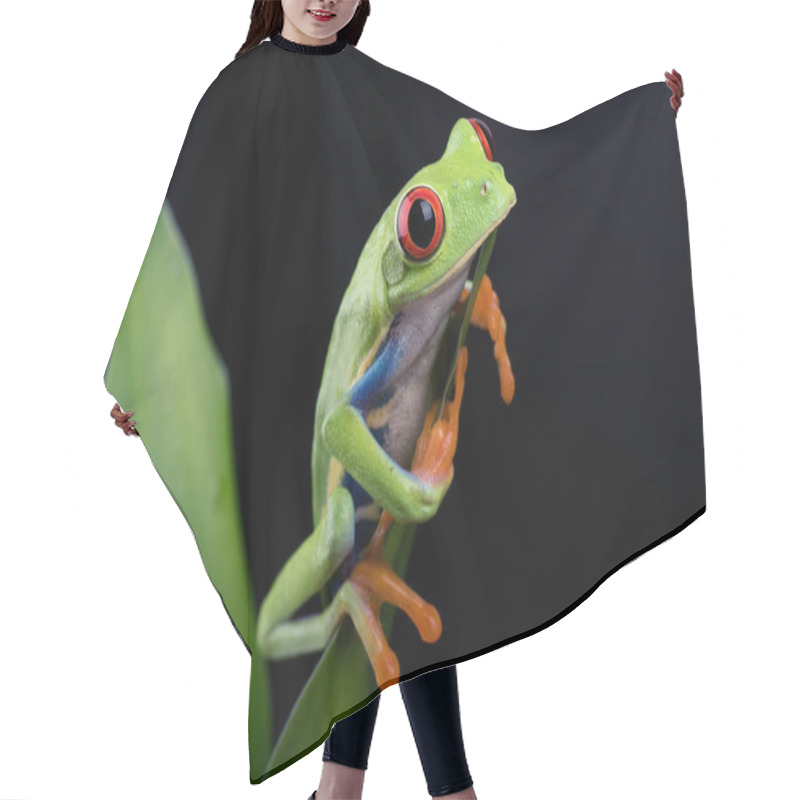 Personality  Red-eyed Tree Frog Isolated In Black Background Hair Cutting Cape