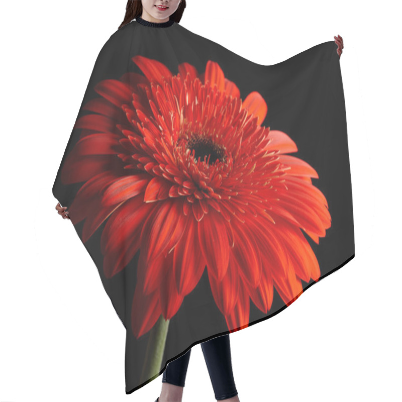 Personality  Red Daisy-gerbera On Black Background Hair Cutting Cape