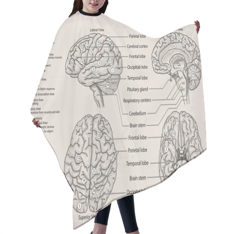 Personality  Anatomical Diagram Of Human Brain. Medicine, Vector Illustration Hair Cutting Cape