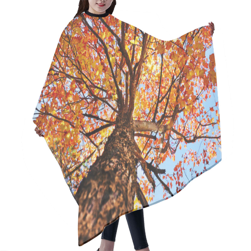 Personality  Under A Maple Tree Hair Cutting Cape