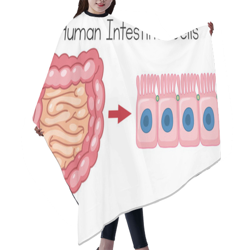 Personality  Human Intestinal Cells On White Background Illustration Hair Cutting Cape