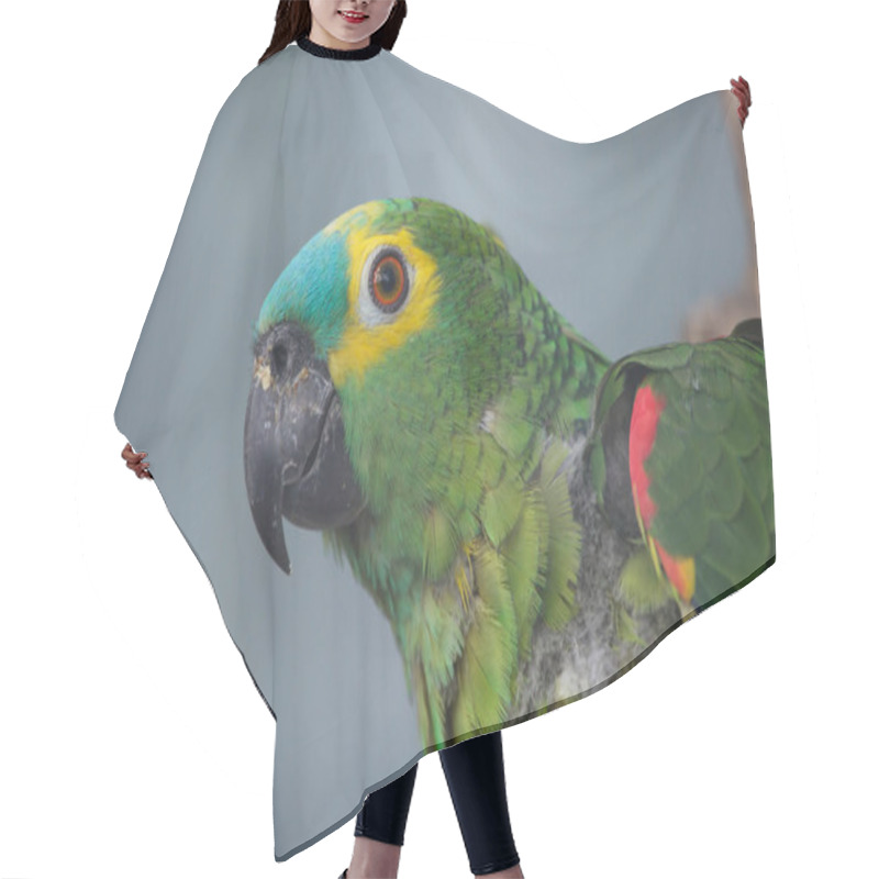 Personality  Turquoise-fronted Amazon (Amazona Aestiva) Hair Cutting Cape