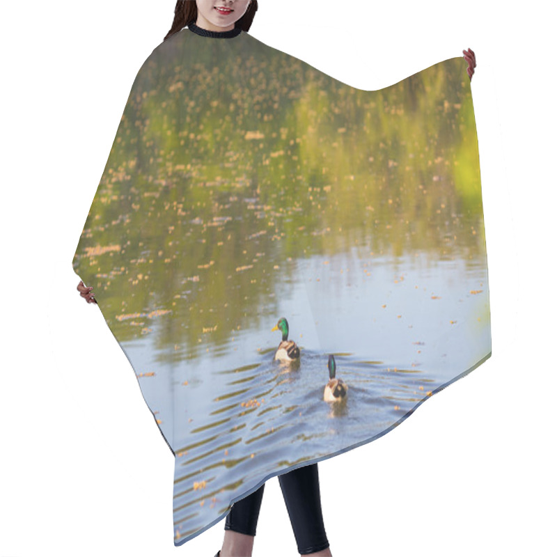 Personality  Male Or Drake Duck Swimming On A Pond Hair Cutting Cape