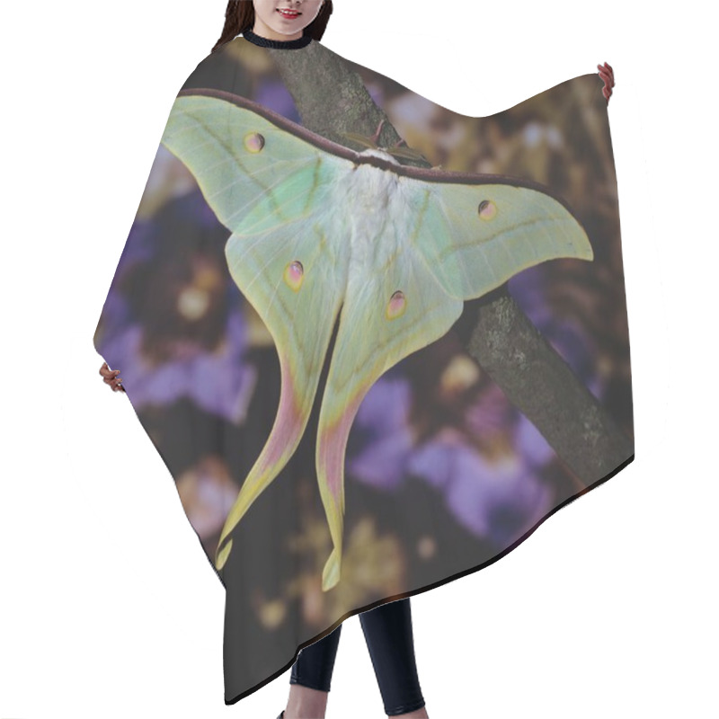 Personality  Close Up Of Butterfly In Habitat, Wildness Concept   Hair Cutting Cape