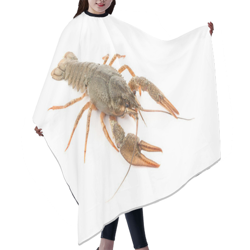 Personality  River Raw Crayfish Hair Cutting Cape