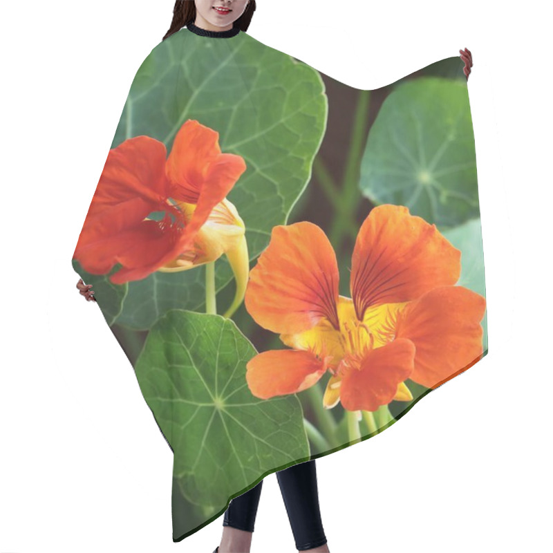 Personality  Nasturtium - Tropacolum Flowers And Green Round Leaves Close Up Hair Cutting Cape