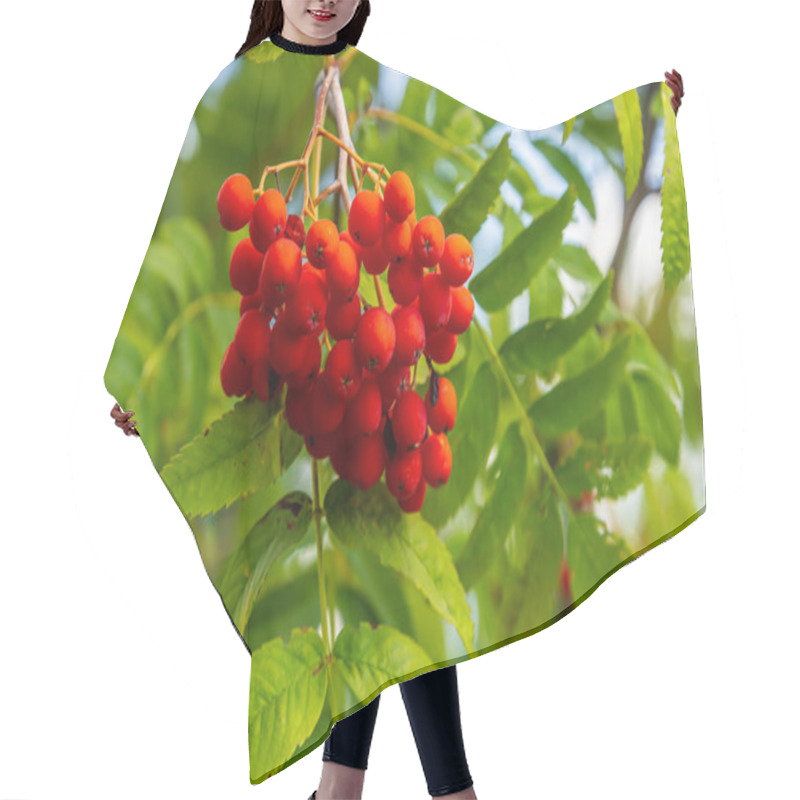 Personality  A Bunch Of Red Rowan Berries On A Tree. Hair Cutting Cape