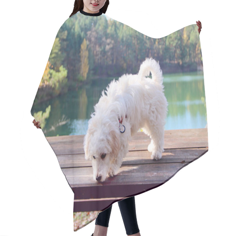 Personality  Maltipoo Puppy Posing. Small Maltese Dog Playing Outdoors. Family Pet. Purebred Dog Walking Along Wooden Path. White Maltipoo Puppy Hair Cutting Cape